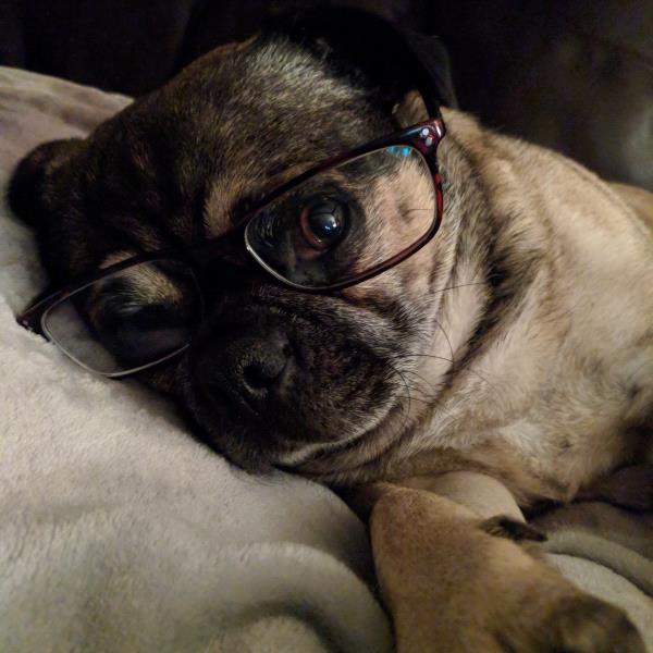 /images/uploads/pug nation rescue of los angeles/pugnation2021/entries/15139thumb.jpg